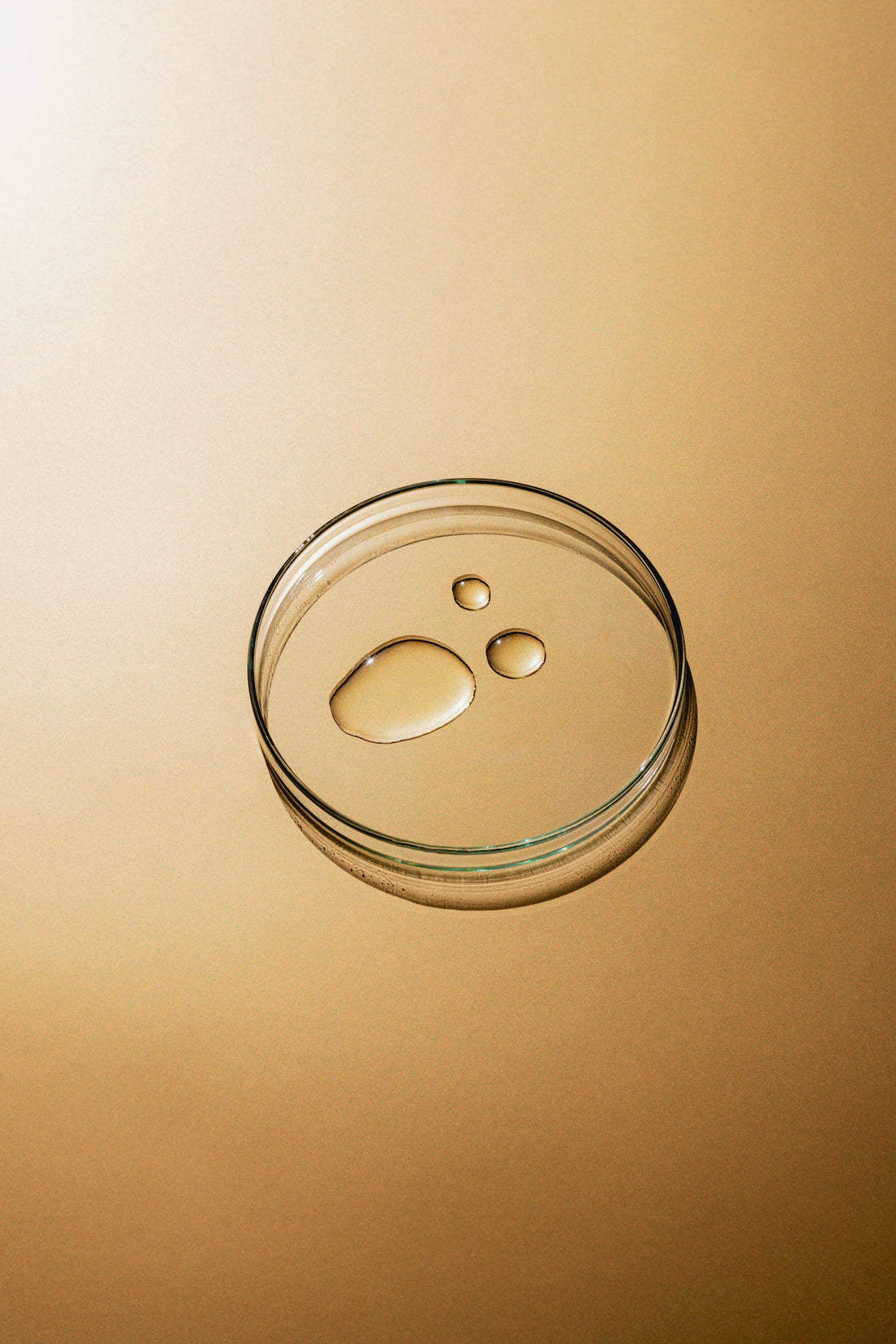 Tout savoir sur Akkermansia muciniphila